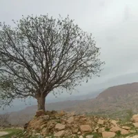 کارت ملی بنام رضا صفرزاده گمشده