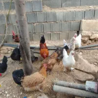 مرغ وخروس محلی اصل|حیوانات مزرعه|یاسوج, |دیوار