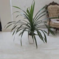 گل پاندانوس