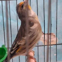 سهره قناری