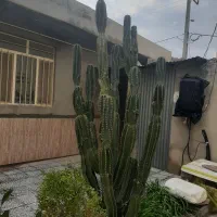 فروش کاکتوس