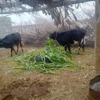 گستر با گوساله ماده جنس درجه یک|حیوانات مزرعه|فاریاب, |دیوار