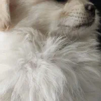 واگذاری توله پامر مادر اوکراینی پدر خرسی