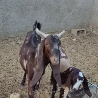 بز پاکستانی|حیوانات مزرعه|طبس, |دیوار