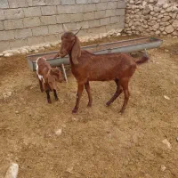 بز کهره دار|حیوانات مزرعه|کازرون, |دیوار