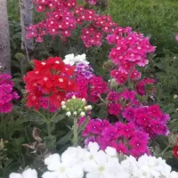 باغچه کاری و باغبانی با بیش از 40سال تجربه|خدمات باغبانی و درختکاری|کرج, عظیمیه|دیوار