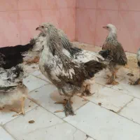 نیمچه مرغ وخروس