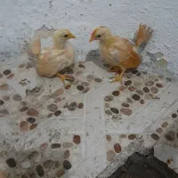 جوجه جاپنیز