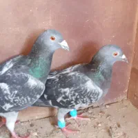 کبوتر پلاکی