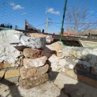 کبوتر هفت رنگ|پرنده|بوئین زهرا, |دیوار