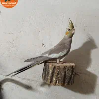 عروس هلندی رام|پرنده|بوکان, |دیوار