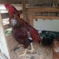 خروس ل ا ری