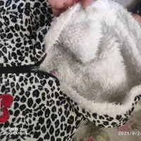 کاپشن سویشرت لباس گرم دخترانه|کفش و لباس بچه|شیراز, مسلم|دیوار
