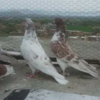 کبوتر دوتا ماده سه تا نر