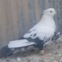 محدوده فرحبخش  جهاد باختم تا آخر بخونین ضرر نمیکنی