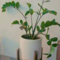 گل ها|گل و گیاه طبیعی|سنندج, |دیوار