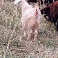 حیوانات مزرعه