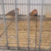 جفت فنج اروپایی بیگ سایز