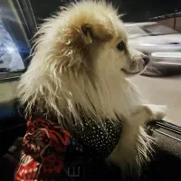 سگ پامر