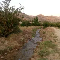 خریدوبرش انواع چوب وهرس درختان بابهترین قیمت|خدمات باغبانی و درختکاری|شیراز, دوکوهک|دیوار