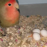 طوطی برزیلی مرغ عشق