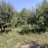 باغ تفریحی|فروش زمین و ملک کلنگی|پیرانشهر, |دیوار