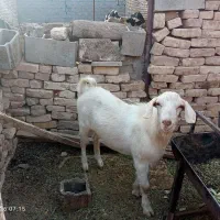 فروش چپیش سانا