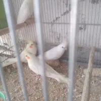 عروس هلندی البینو ولوتینو|پرنده|ابهر, |دیوار