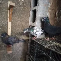 طاووسی کله برنجی پاکستانی