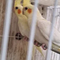 عروس هلندی جوان