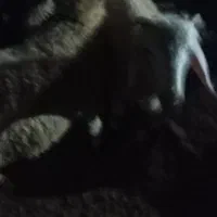 بره نر|حیوانات مزرعه|فراشبند, |دیوار