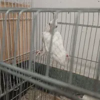 ۲ جفت عروس|پرنده|دوگنبدان, |دیوار