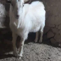 نربزسانن نژاددار|حیوانات مزرعه|درمیان, |دیوار