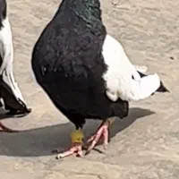 کفتر زاغ دم سفید