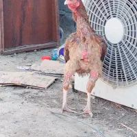 ماده مرغ اصیل و زیبا|حیوانات مزرعه|ایرانشهر, |دیوار