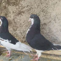 خوشرنگ سیاه و یال گلدار|پرنده|شیراز, کرونی(خاتونک)|دیوار