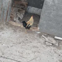 خروس|حیوانات مزرعه|بندر امام خمینی, |دیوار