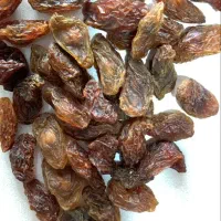 مویز و کشمش عمده|عمده‌فروشی|شیراز, شهرک گلستان|دیوار