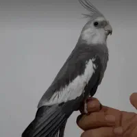 گمشده