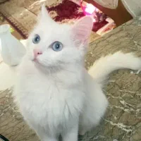 گربه پرشین میکس