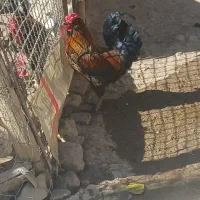 خروس گلین لری|حیوانات مزرعه|قم, علی آباد سعدگان|دیوار