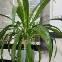 گل ذرتی