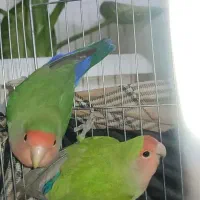 طوطی برزیلی