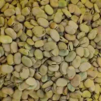 باقله شاخ بزی