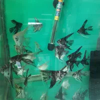 انواع گیاهخوار و گوشتخوار جدید|ماهی|کرمان, |دیوار