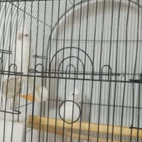 جفت عروس هلندی مولد،آلبینو،دوکت،ایزابلا،لوتینو