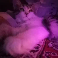 گربه گمشده