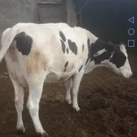 تلیسه درجه یک