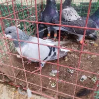 کبوتر پرشی|پرنده|فیروزه, |دیوار