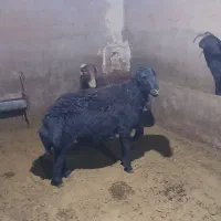 قوچ